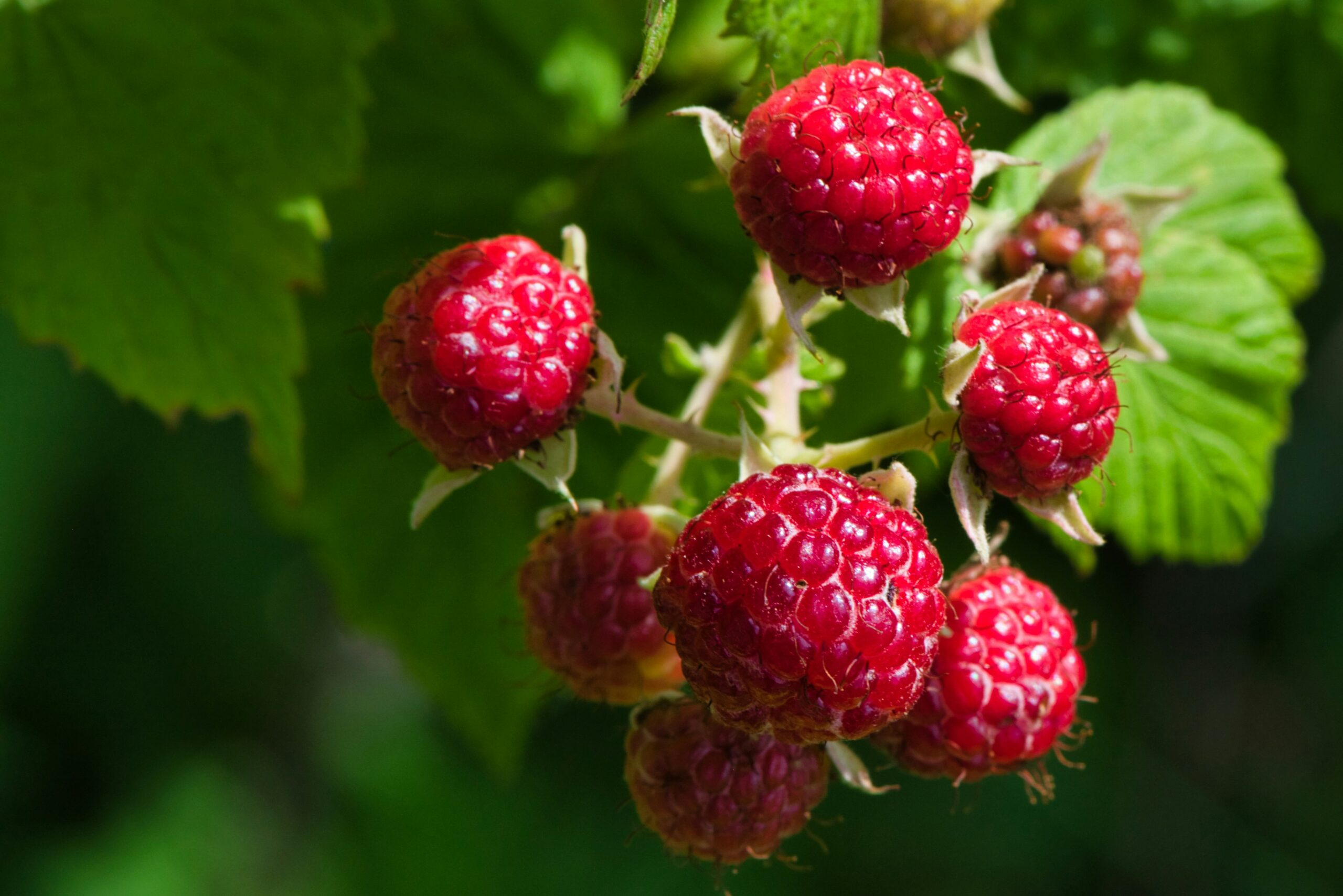 Now. Coco Raspberry Preparing coco briquettes for raspberry cultivation - Dutch Plantin ...
